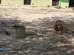 i can't get enough of this bangkok southeast asia travel adventure.