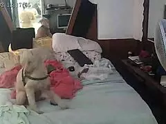 Festinha na cama, será que vou dar conta desses big ass melissa devassa - paty bumbum?