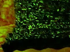 Big Juicy Milfs Ass Fucked By Youger Guy