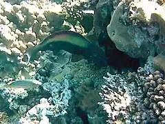 Naughty Milf Mariaold Flashing Huge Natural Boobs and Pussy