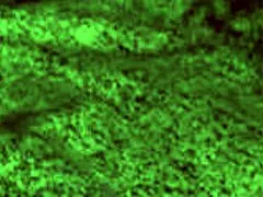 Redhot fox babe rides rough, giving blowjobs and cowgirl with big tits