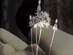 Retro Blowjob And Fucking In Erotic Confessions Of Victorian Gentleman With Hairy Beaver