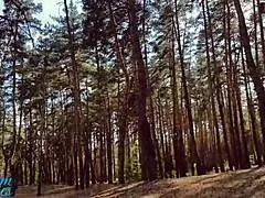 I’m Desperate to Find a Spot for Wet Cum Panties Outdoors