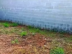 Outdoor Flashing Milf Gets Rough Anal on Construction Site