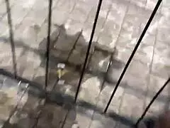 After the party, young Latina caught on street. He couldn't last 5 minutes!