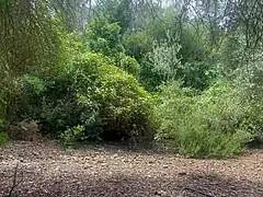 asi me follo a la golosa de mi hermana despues de ver sus fotos xxx