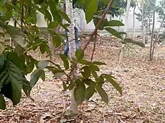 Unreal! Minutes of Terror and Raw Outdoor Sex With Juicy Latina Nipples