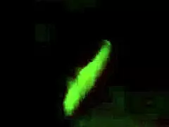 Intense Outdoor Anal with Swollen Pussy and Big Ass