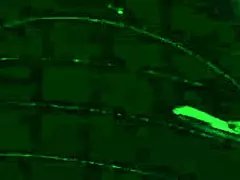 Young Mexican Student Yamilet with Tattoos Fucks in Hotel Party