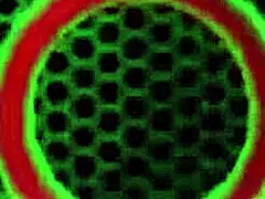 hey angelina castro, strap-on fuck sexy vanessa with that big tits lesbian licking and wet pussy action!