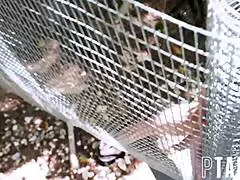 Jennifer White Gets Caged In By Zac Wild With Big Ass And Blowjob