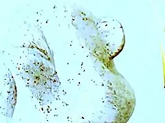 the milf lexi love loves it nasty