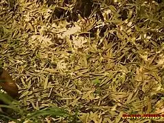 एबोनी लगोस मम्मी को बुश में मॉन्स्टर लंड से चोदा