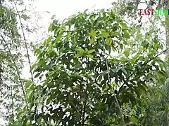 Holiday Group Sex In The Forest With Monster Cock BBW Sucking Publicly