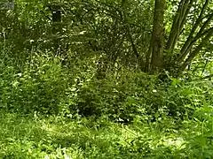 Fat Milf Enjoys Outdoor Duet Fun