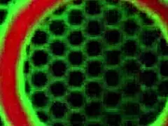 Sara Jay cant stop playing with Mz Danis dildo pussy 😏