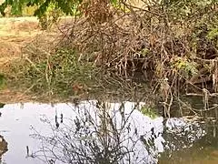 fucking this shy village girl outside on the ranch