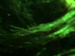 Kingdinglongot dédelgeti az érett fehér kougar