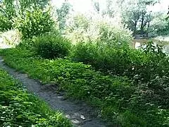 two girls halt on the street, lifting skirts for golden rain in public milf lady adventure