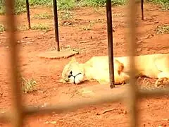 Footballer meets mature woman in Africa, quick public fuck in park 😉