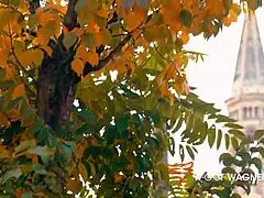 Mature slut dirty Priscilla picked up at the palace and shamelessly pounded in the hotel room full scene ▁▃▅▆ wolf wagner date ▆▅▃▁ wolfwagner date