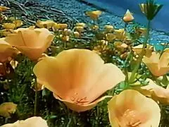 Is Brunette Mom Having Anal Sex?