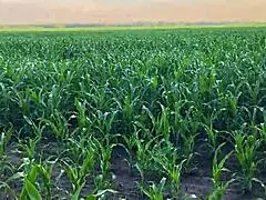 stepsister got nervous in the cornfield and found comfort in her stepbrothers big cock