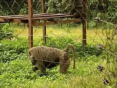 Public park fuck in yaoundé during african cup 😏