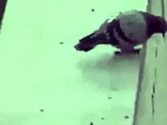 mexicana gorda fucks young virgins over misunderstanding.