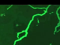 hot amateur indian mature video