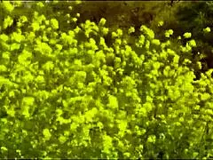 Obscene japanese milf kimika tsukada shiori body exposed